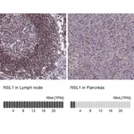 Atlas Antibodies Anti-NSL1 Antibody