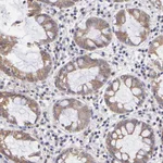 Atlas Antibodies Anti-NSF Antibody