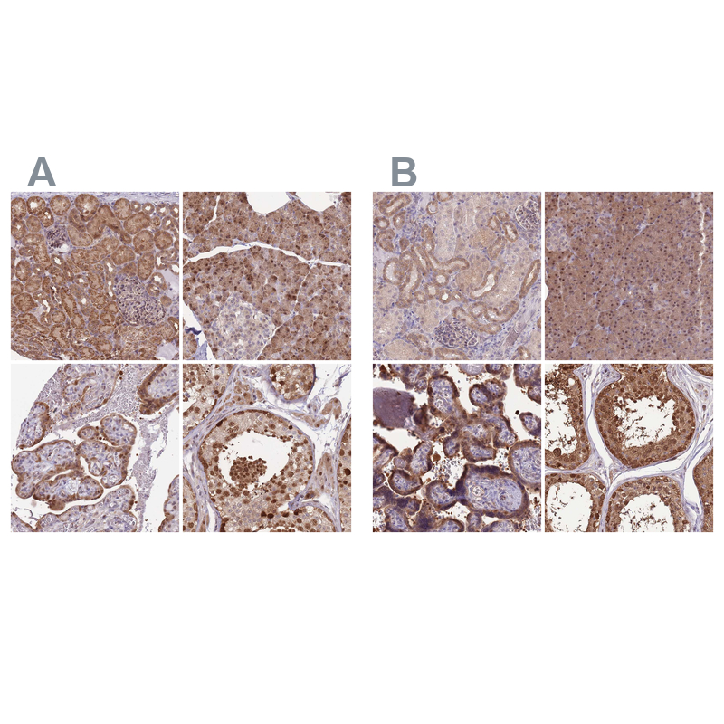 Atlas Antibodies Anti-NSFL1C Antibody
