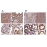 Atlas Antibodies Anti-NSFL1C Antibody