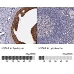 Atlas Antibodies Anti-NSDHL Antibody