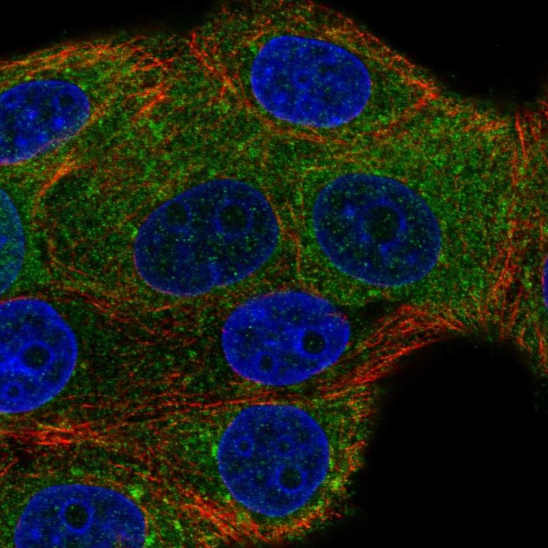 Atlas Antibodies Anti-NSF Antibody