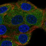 Atlas Antibodies Anti-NSF Antibody