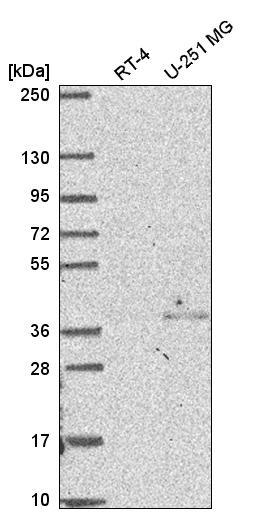 Atlas Antibodies Anti-NSL1 Antibody