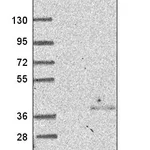 Atlas Antibodies Anti-NSL1 Antibody