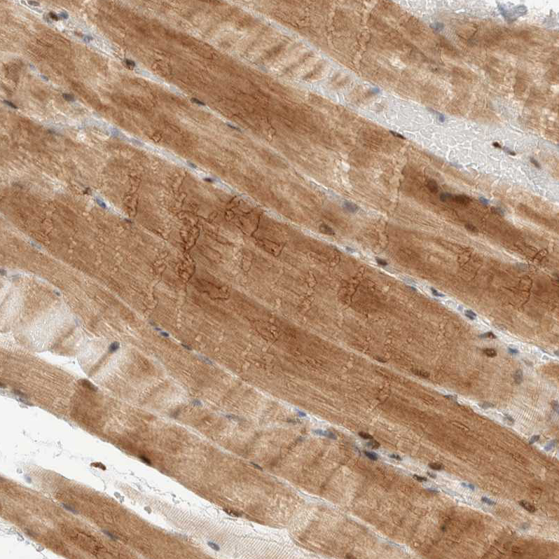 Atlas Antibodies Anti-NSMAF Antibody