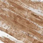 Atlas Antibodies Anti-NSMAF Antibody