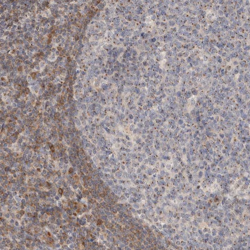 Atlas Antibodies Anti-NSMAF Antibody