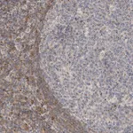 Atlas Antibodies Anti-NSMAF Antibody