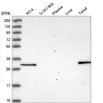 Atlas Antibodies Anti-NSMCE4A Antibody