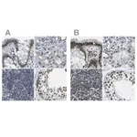 Atlas Antibodies Anti-NSRP1 Antibody