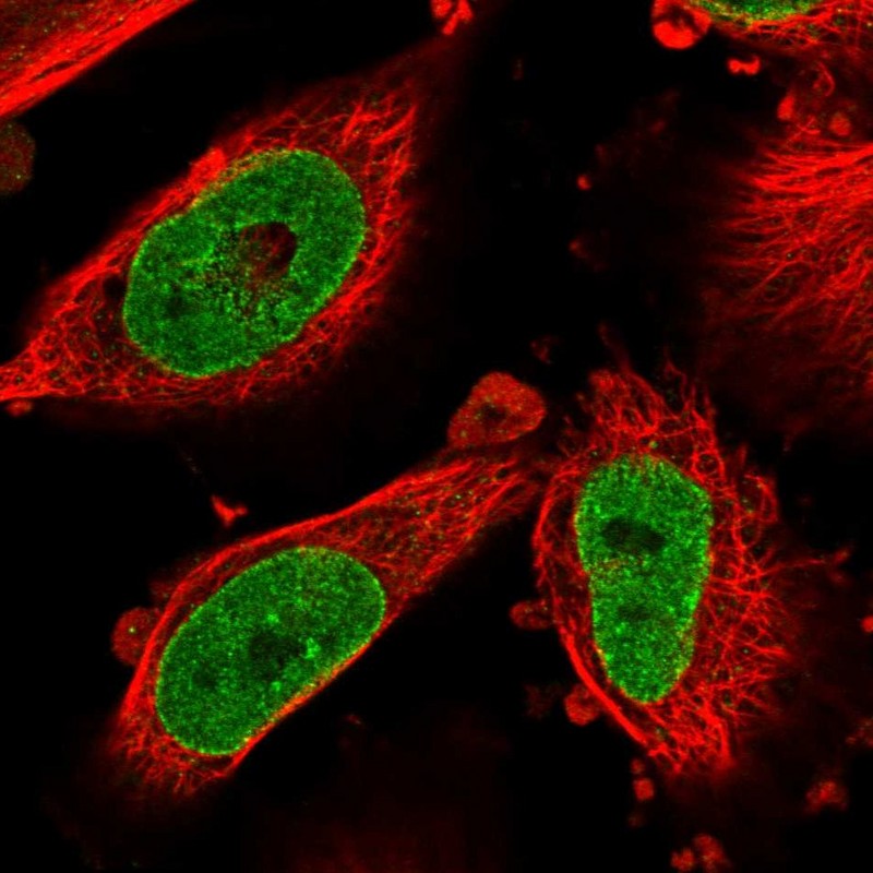 Atlas Antibodies Anti-NSUN3 Antibody