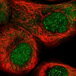 Atlas Antibodies Anti-NSUN5 Antibody