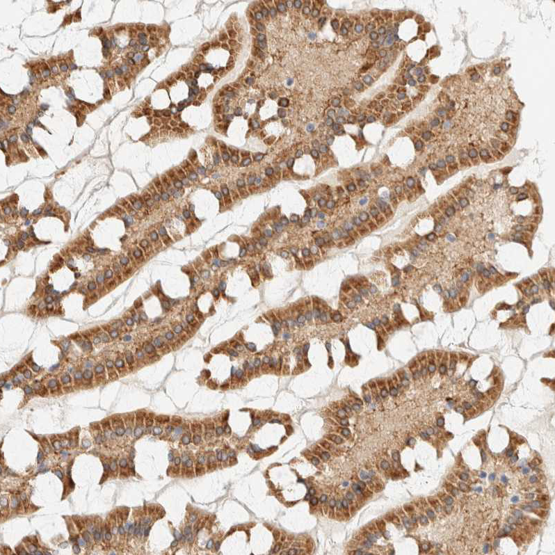 Atlas Antibodies Anti-NT5C Antibody