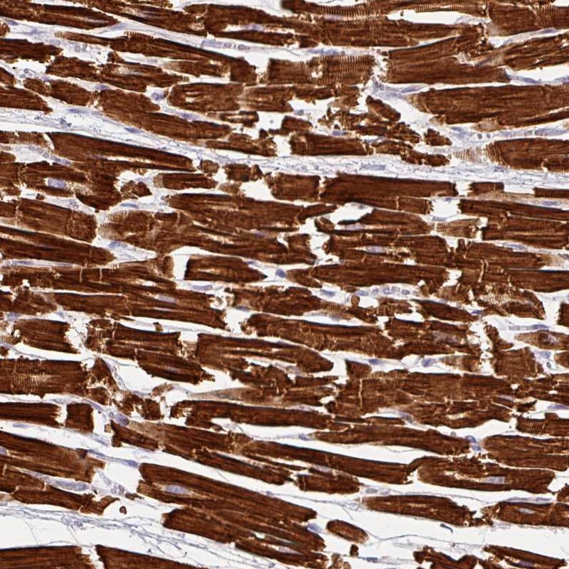 Atlas Antibodies Anti-NT5C1A Antibody