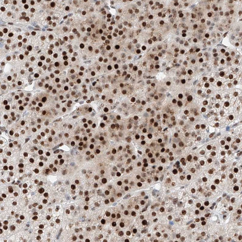 Atlas Antibodies Anti-NT5C3B Antibody