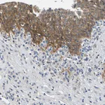 Atlas Antibodies Anti-NT5C Antibody