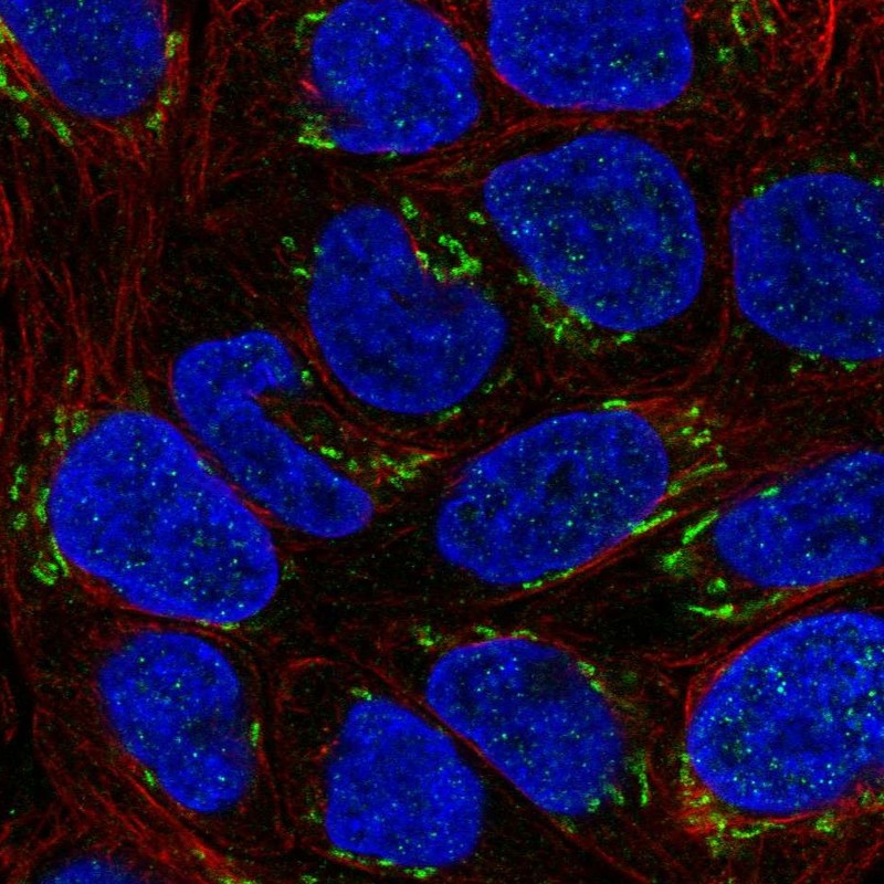 Atlas Antibodies Anti-NTF4 Antibody