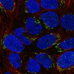 Atlas Antibodies Anti-NTF4 Antibody