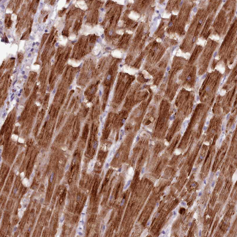 Atlas Antibodies Anti-NT5DC2 Antibody