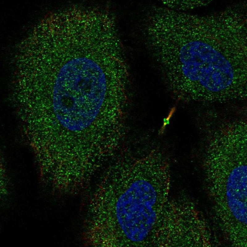 Atlas Antibodies Anti-NTNG2 Antibody