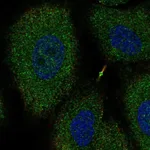 Atlas Antibodies Anti-NTNG2 Antibody