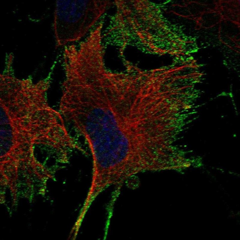 Atlas Antibodies Anti-NTNG1 Antibody
