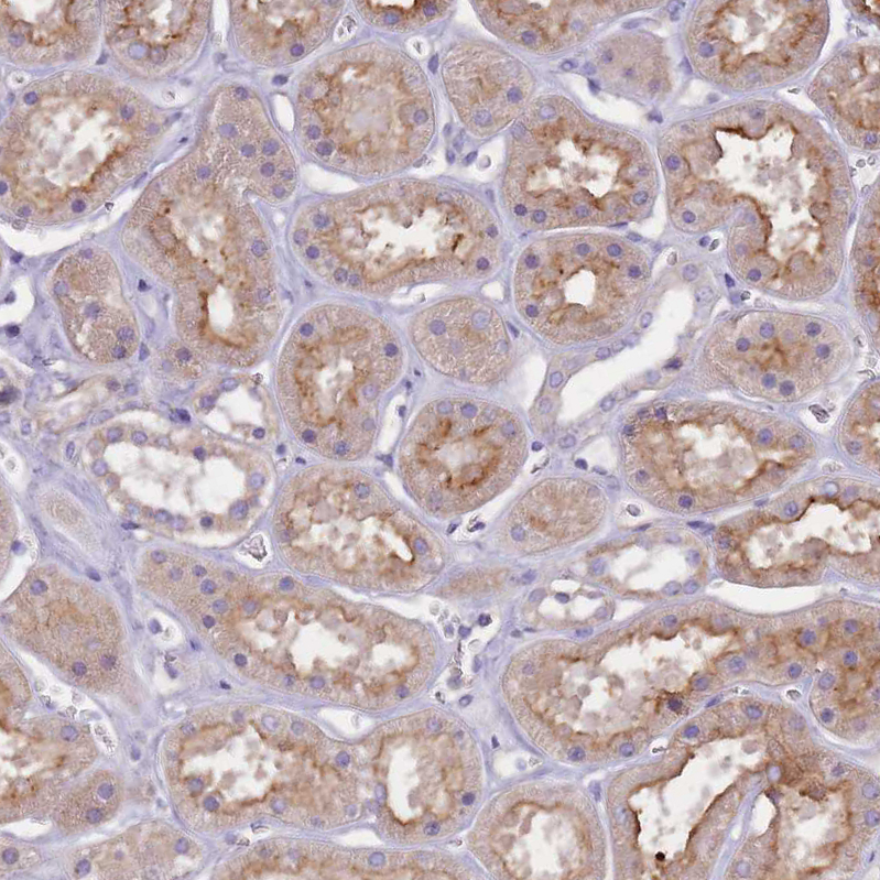 Atlas Antibodies Anti-NTN4 Antibody
