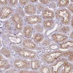 Atlas Antibodies Anti-NTN4 Antibody