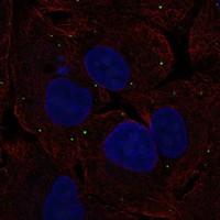 Atlas Antibodies Anti-NTS Antibody