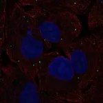 Atlas Antibodies Anti-NTS Antibody