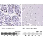 Atlas Antibodies Anti-NTS Antibody