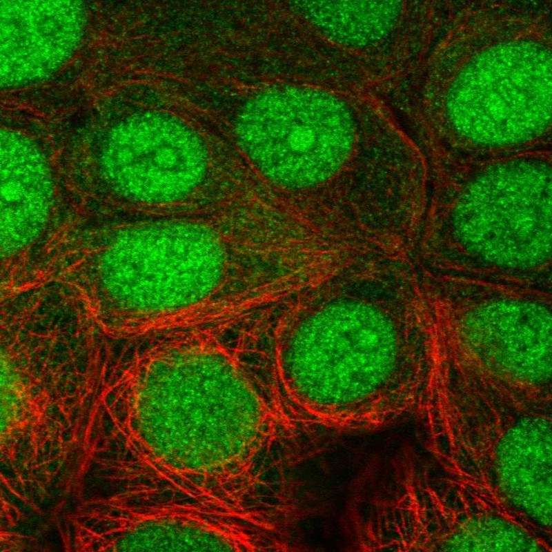 Atlas Antibodies Anti-NUB1 Antibody