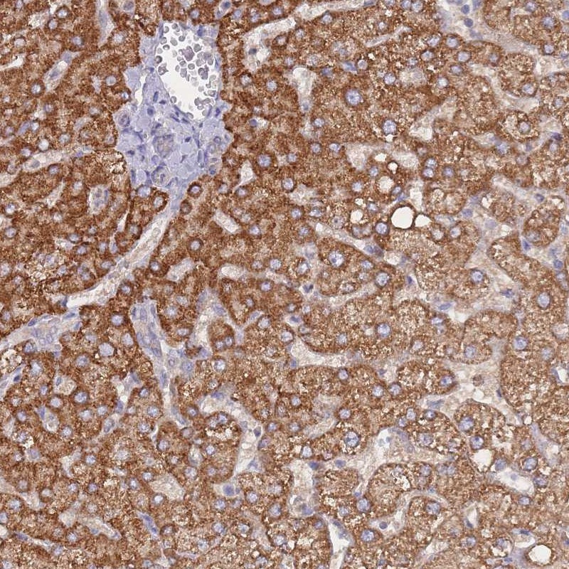 Atlas Antibodies Anti-NUB1 Antibody