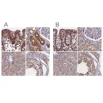 Atlas Antibodies Anti-NUBP1 Antibody