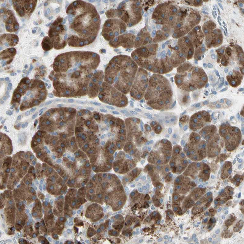 Atlas Antibodies Anti-NUCB2 Antibody
