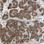 Atlas Antibodies Anti-NUCB2 Antibody