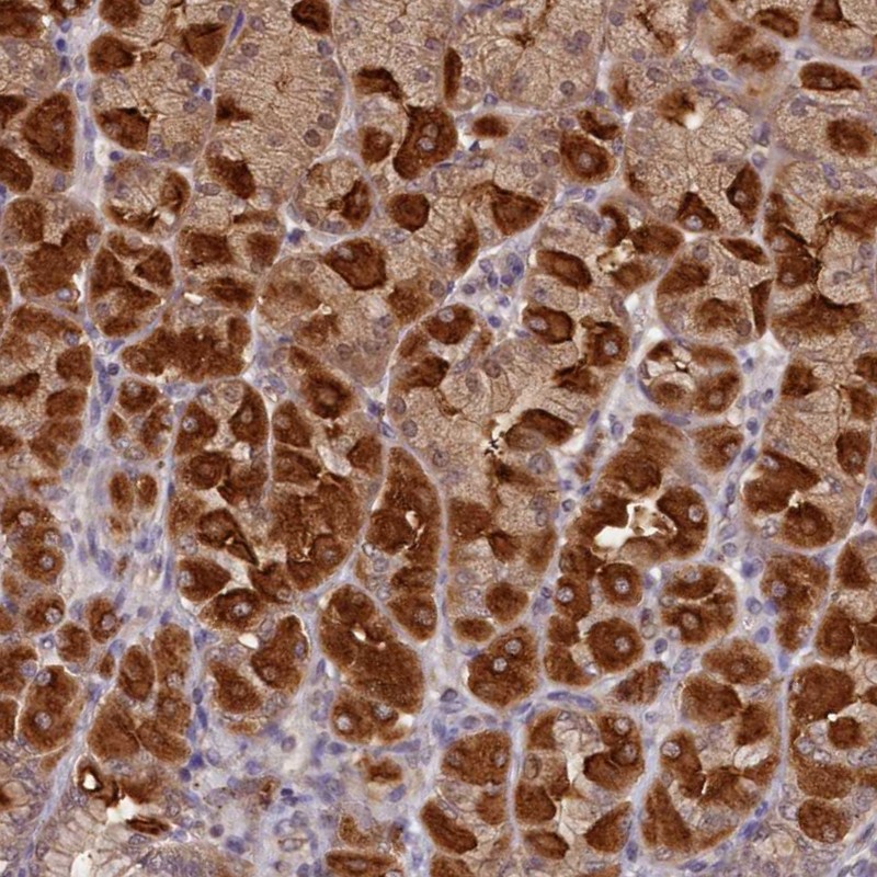 Atlas Antibodies Anti-NUBP2 Antibody