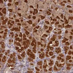 Atlas Antibodies Anti-NUBP2 Antibody