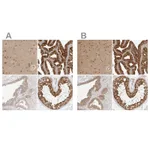 Atlas Antibodies Anti-NUDC Antibody