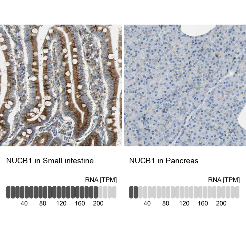 Atlas Antibodies Anti-NUCB1 Antibody