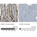 Atlas Antibodies Anti-NUCB1 Antibody