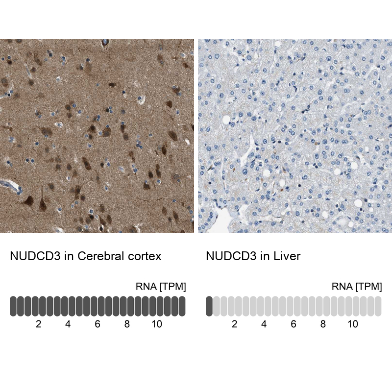 Atlas Antibodies Anti-NUDCD3 Antibody