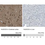 Atlas Antibodies Anti-NUDCD3 Antibody