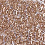 Atlas Antibodies Anti-NUDT12 Antibody