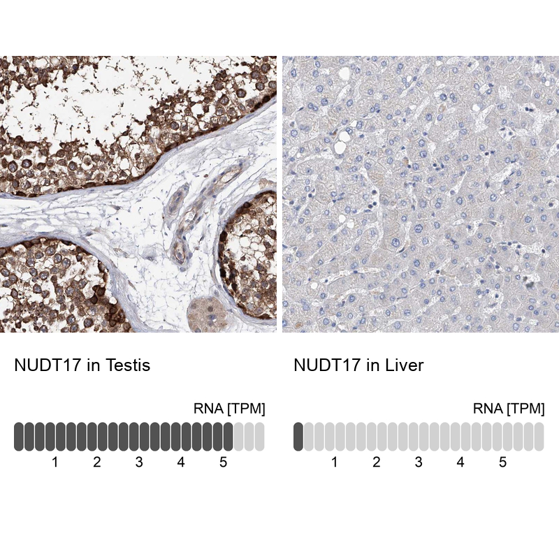 Atlas Antibodies Anti-NUDT17 Antibody