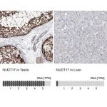 Atlas Antibodies Anti-NUDT17 Antibody