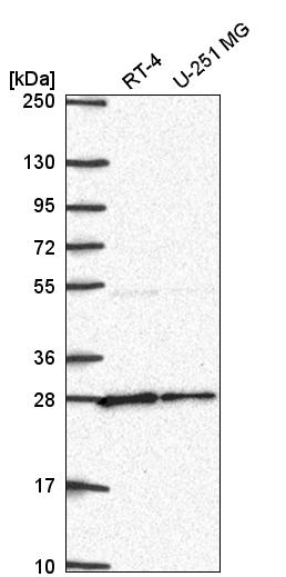 Atlas Antibodies Anti-NUDT21 Antibody