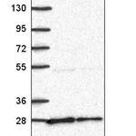 Atlas Antibodies Anti-NUDT21 Antibody