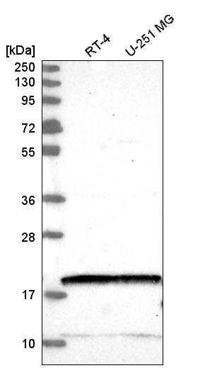 Atlas Antibodies Anti-NUDT2 Antibody